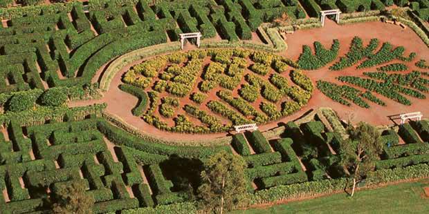 Dole Plantation Maze