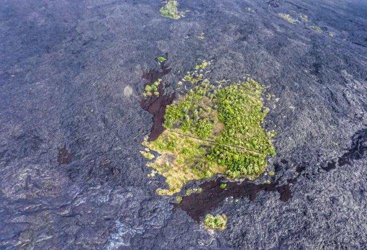 Untouched Forest in the Lava Field