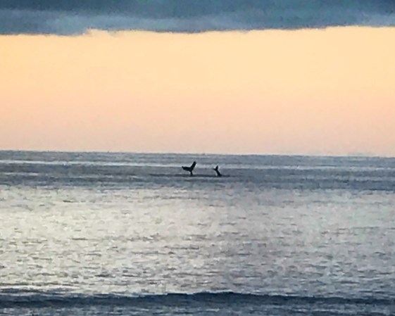 Lahaina Dinner - Whale Tales