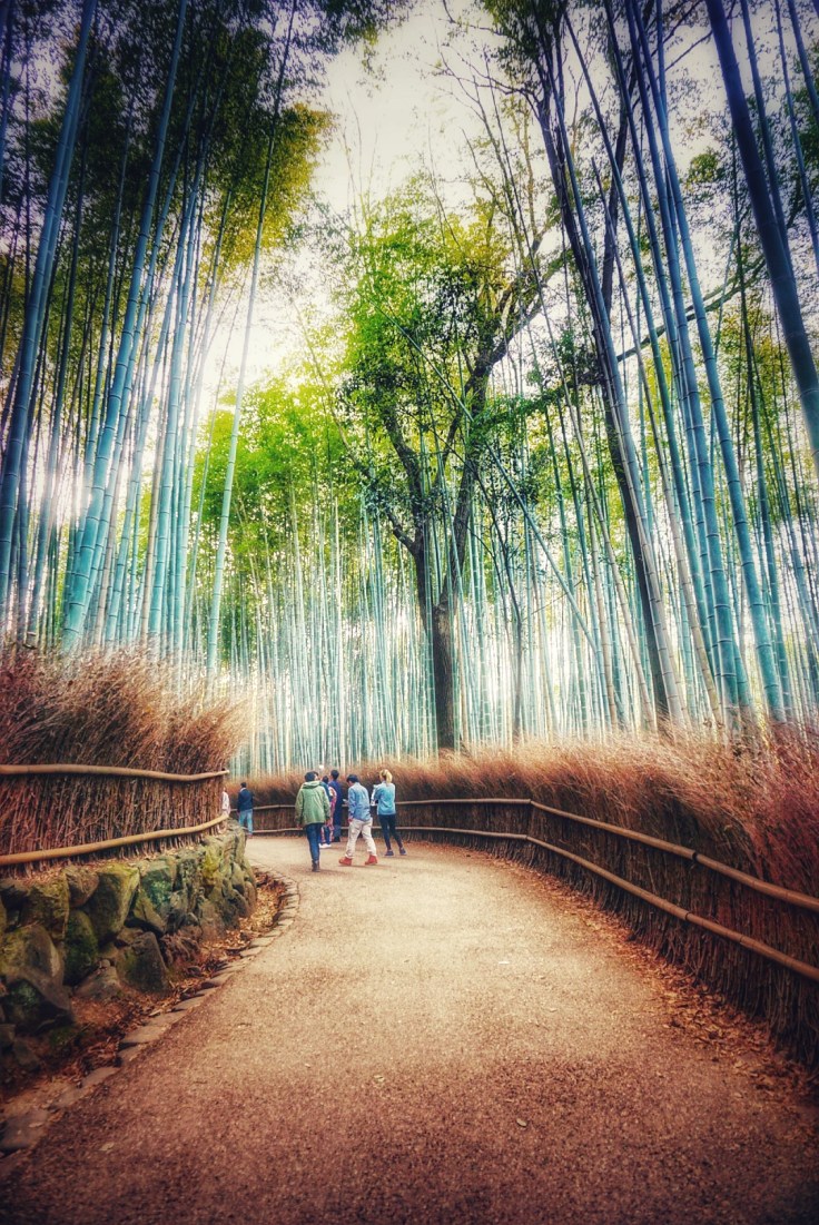 Arashiyama Bamboo Grove