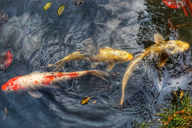 Koi Pond