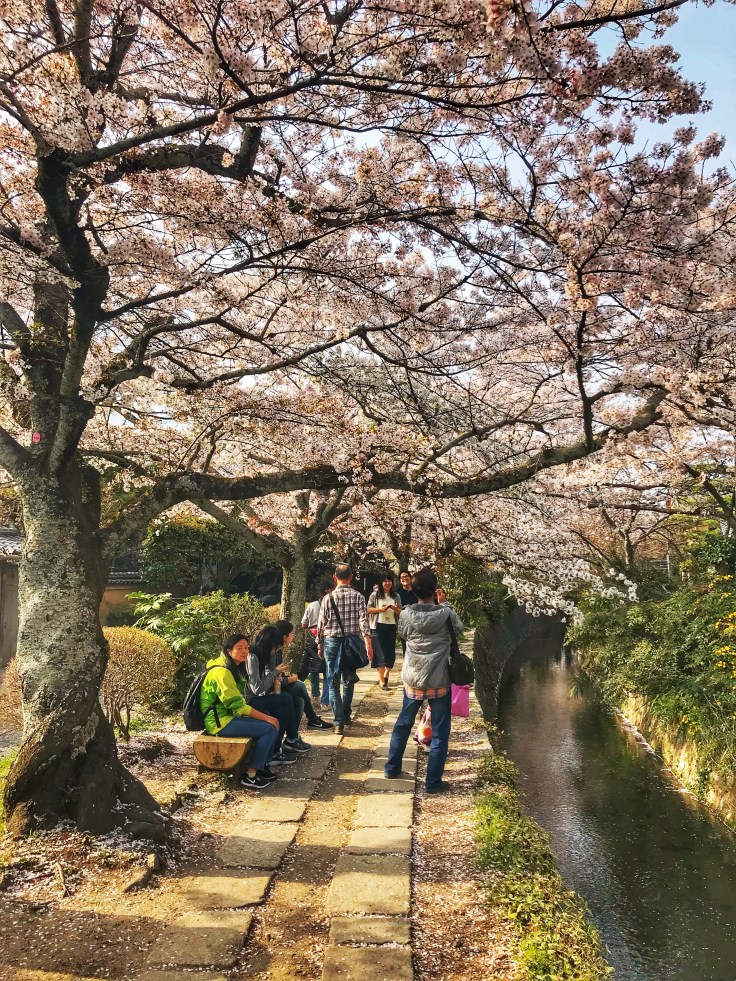 Philosopher Walk Trees