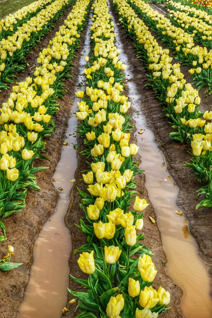 Snapseed - 2019-06-16T013335.362