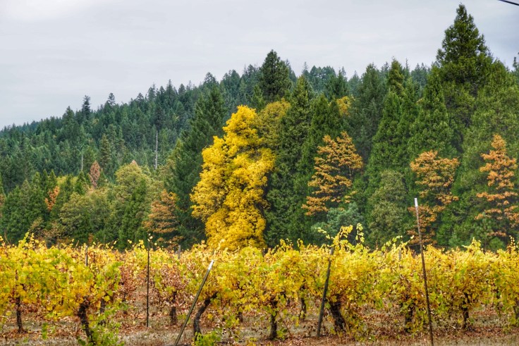 Snapseed - 2019-06-16T014711.691